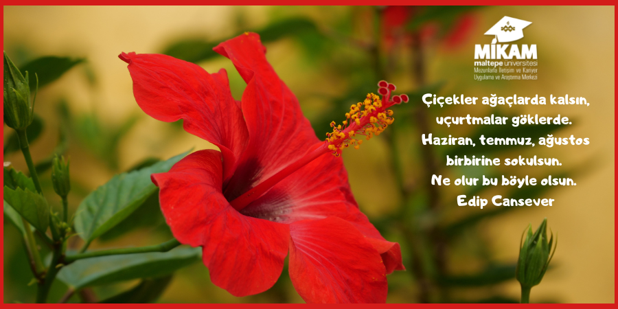 🌺 Hibiscus (Ebegümeci) Temmuz ayı çiçeklerindendir